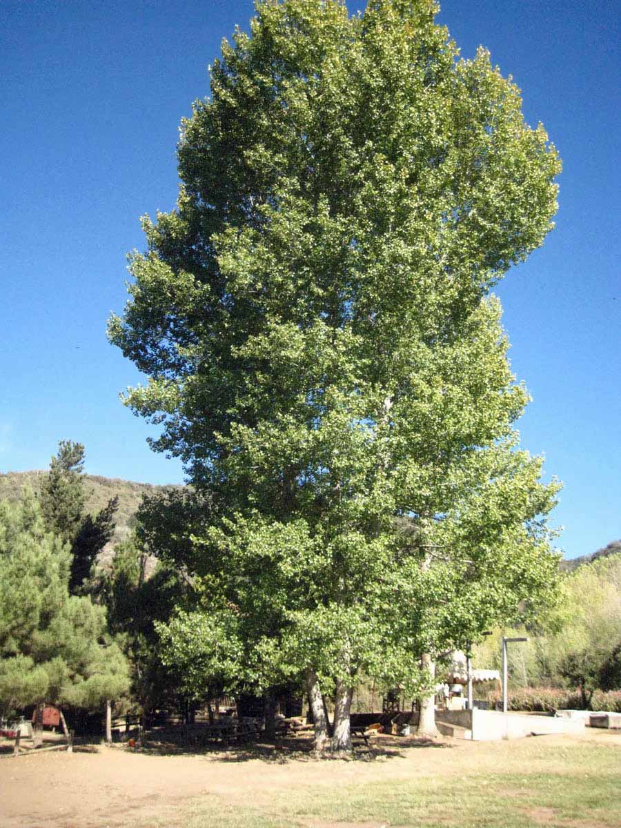 Apple picking in Oak Glen California October 2014