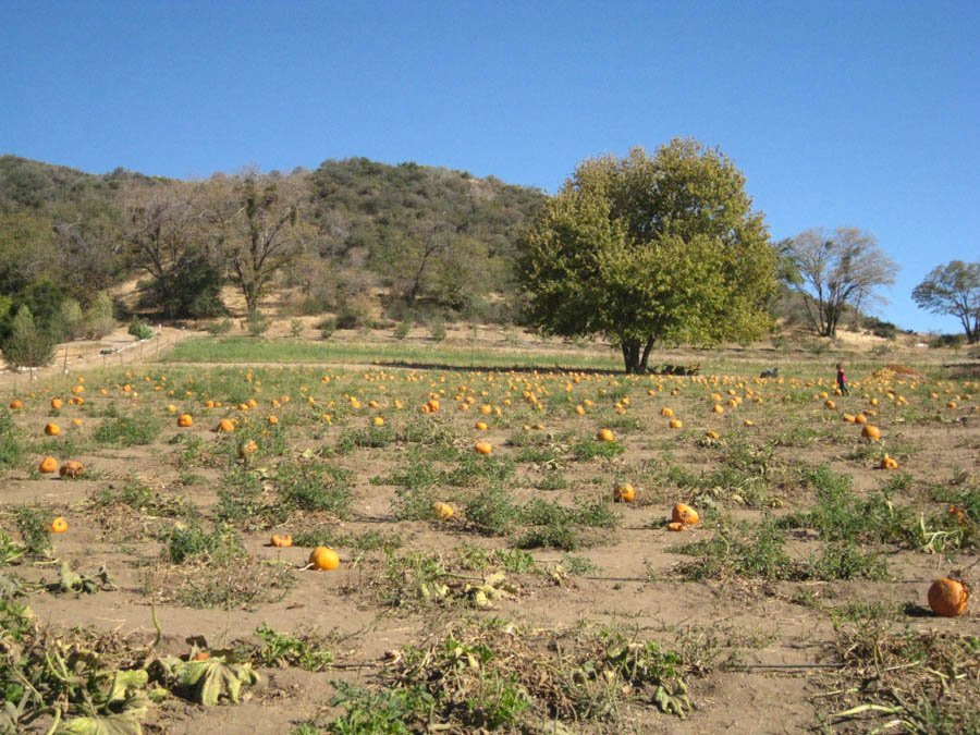 Apple picking in Oak Glen California October 2014