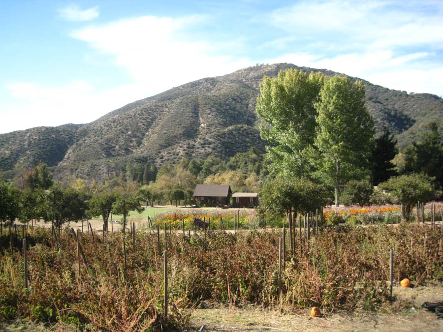 Apple picking in Oak Glen California October 2014