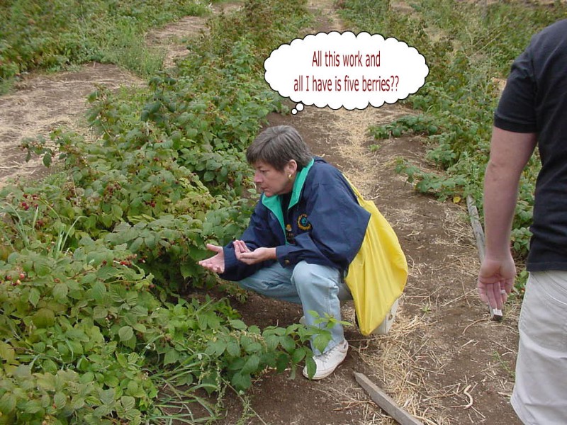 Raspberries Everywhere