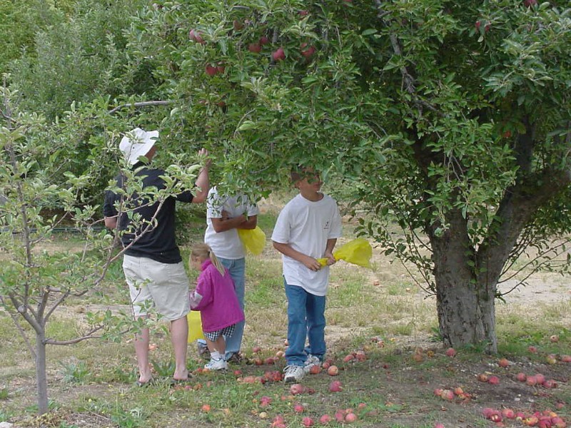 In The Orchard