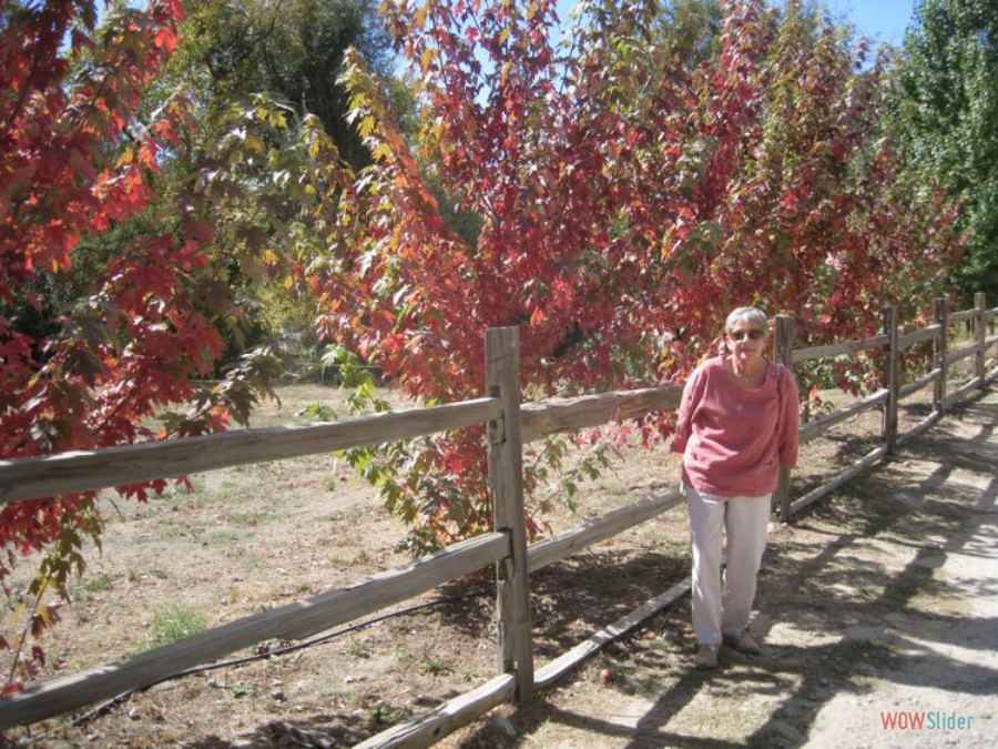 Walking The Orchards (2010)