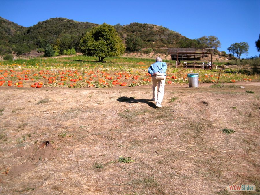 Sue Looks For The Perfect Pumpkin (2011)