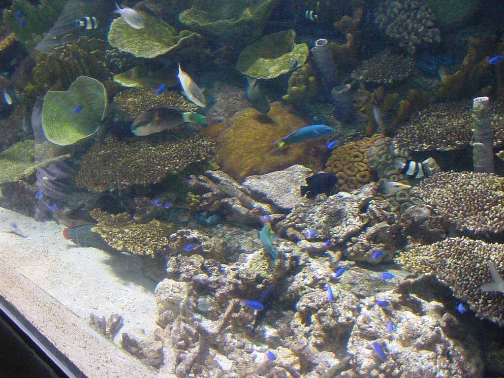 Aquarium Of The Pacific