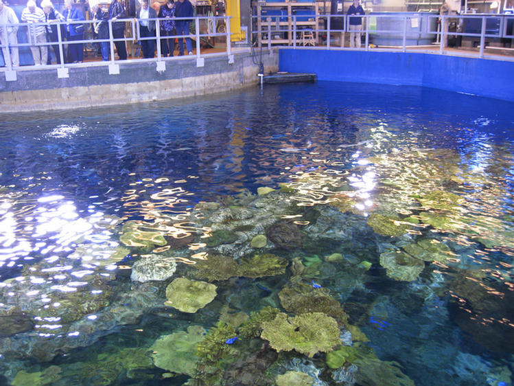 Adult Night At The Aquarium