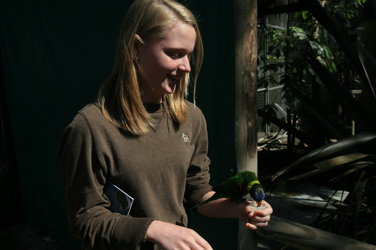 Lorikeets