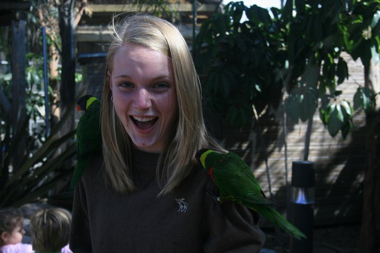 Lorikeets