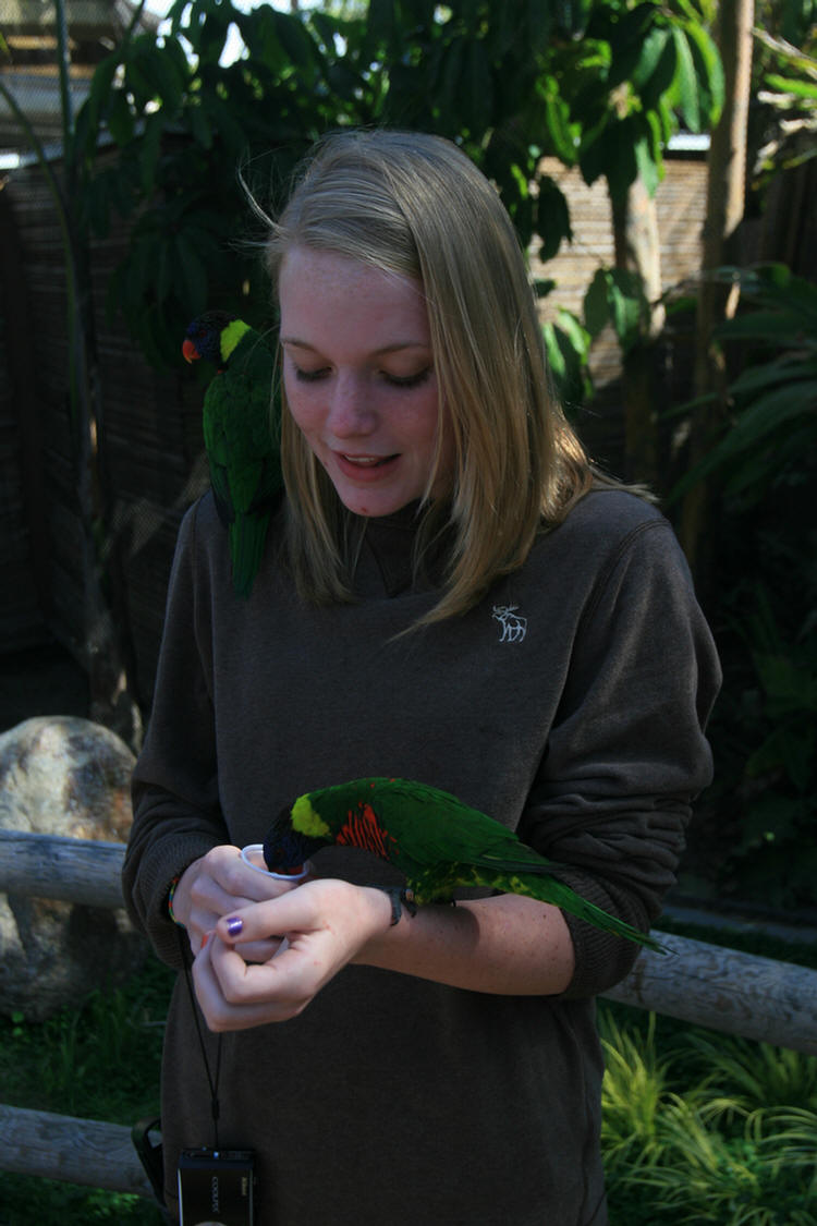 Lorikeets