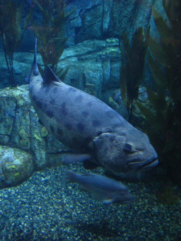 Aquarium Late Night November 2009