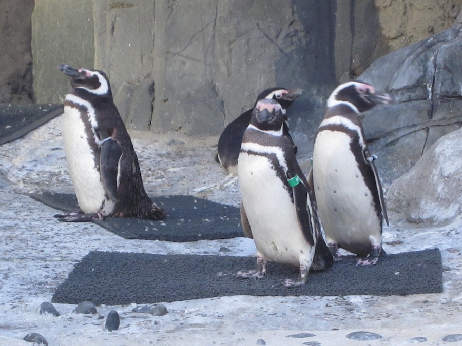 Adult Night at the aquarium August 2013