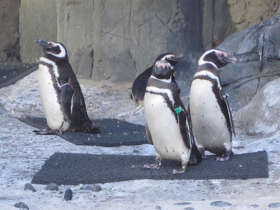 Adult Night at the aquarium August 2013