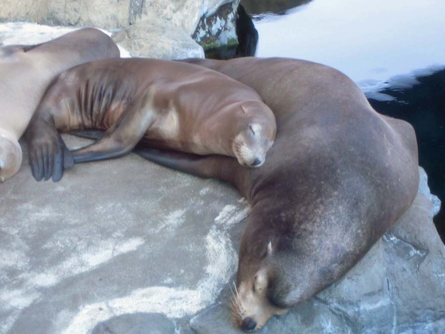 Adult Night at the aquarium August 2013