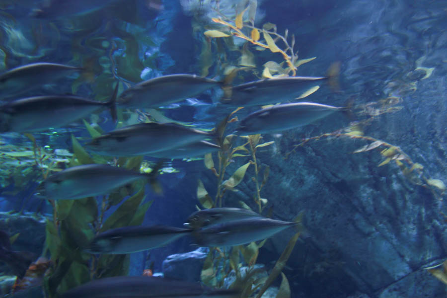 Aquarium Of The PAcific With Friends September 2014