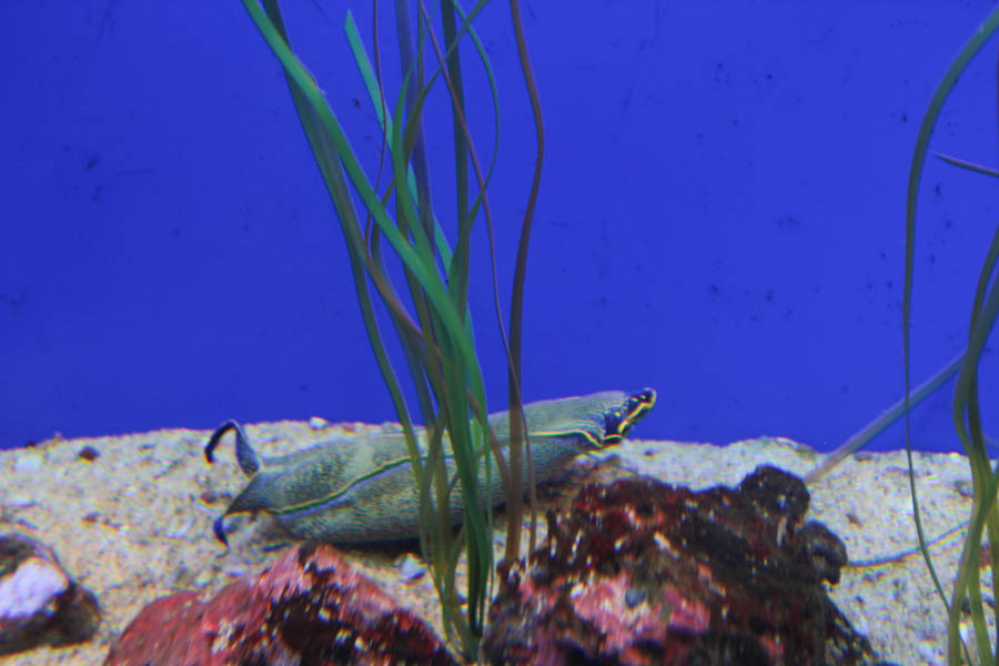 Aquarium Of The PAcific With Friends September 2014