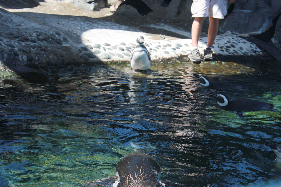 Aquarium Of The PAcific With Friends September 2014