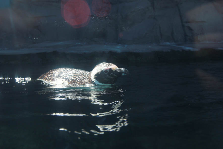 Aquarium Of The PAcific With Friends September 2014