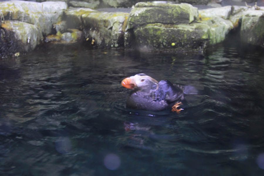 Aquarium Of The PAcific With Friends September 2014