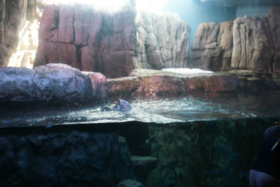 Aquarium Of The PAcific With Friends September 2014