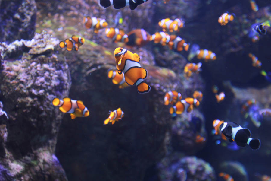 Aquarium Of The PAcific With Friends September 2014