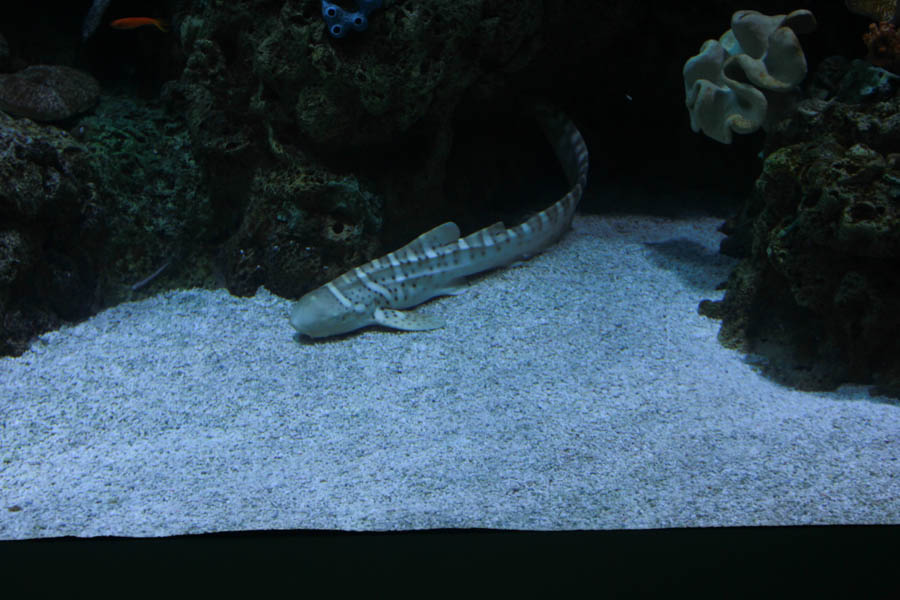 Aquarium Of The PAcific With Friends September 2014