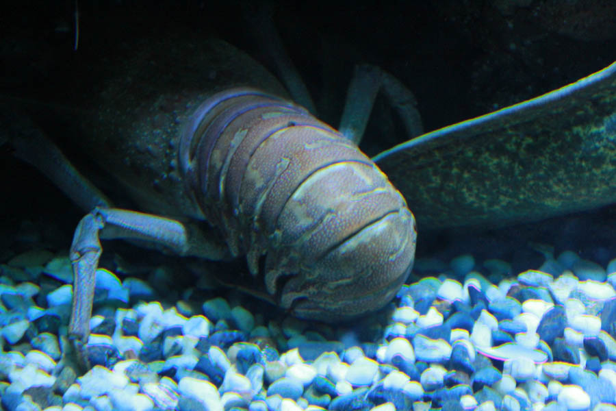 Walking at the Long Beach Aquarium 5/25/2016