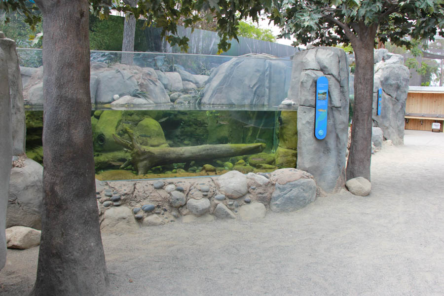 Walking at the Long Beach Aquarium 5/25/2016