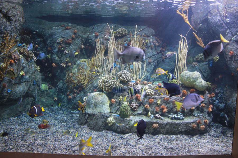 Walking at the Long Beach Aquarium 5/25/2016