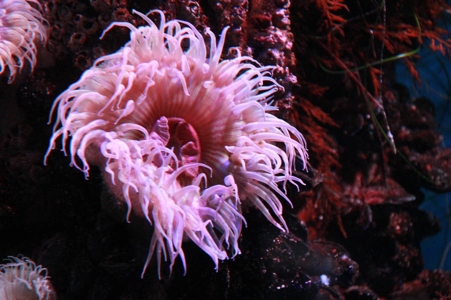 Walking at the Long Beach Aquarium 5/25/2016