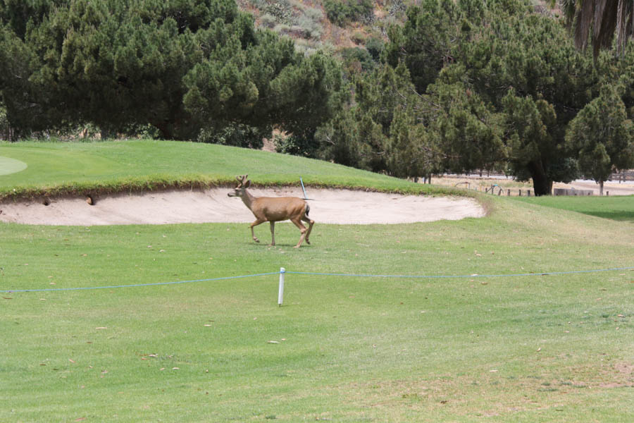 Avalon Ball 2019 Saturday Golf