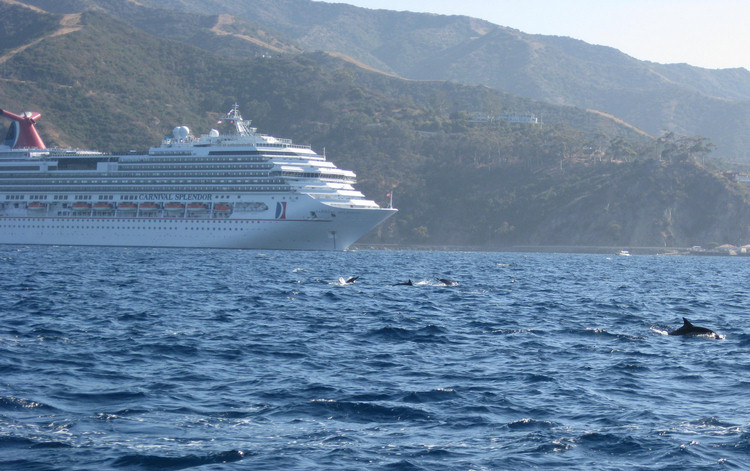 Dolphins and going home from Catalina August 2009