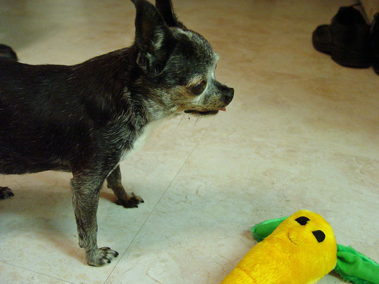 Mickey and his carrot