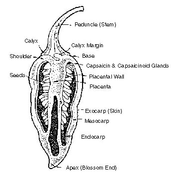 Peppers