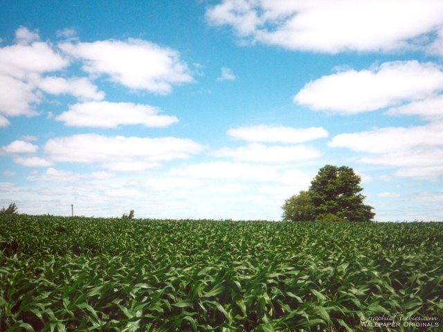 Farmer's Market Backgrounds