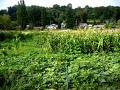 Farmer's Market Backgrounds