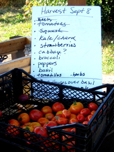 Farmer's Market Backgrounds