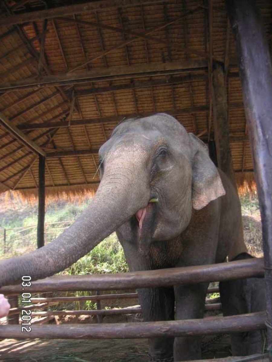 Time to visit the elephants and have a ride