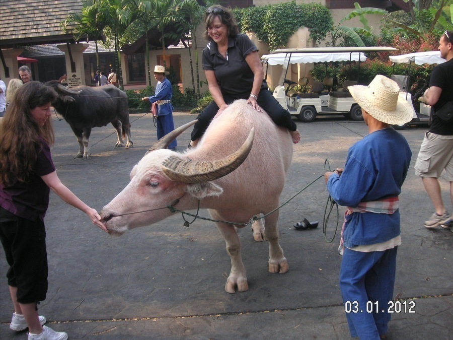 Time to visit the elephants and have a ride