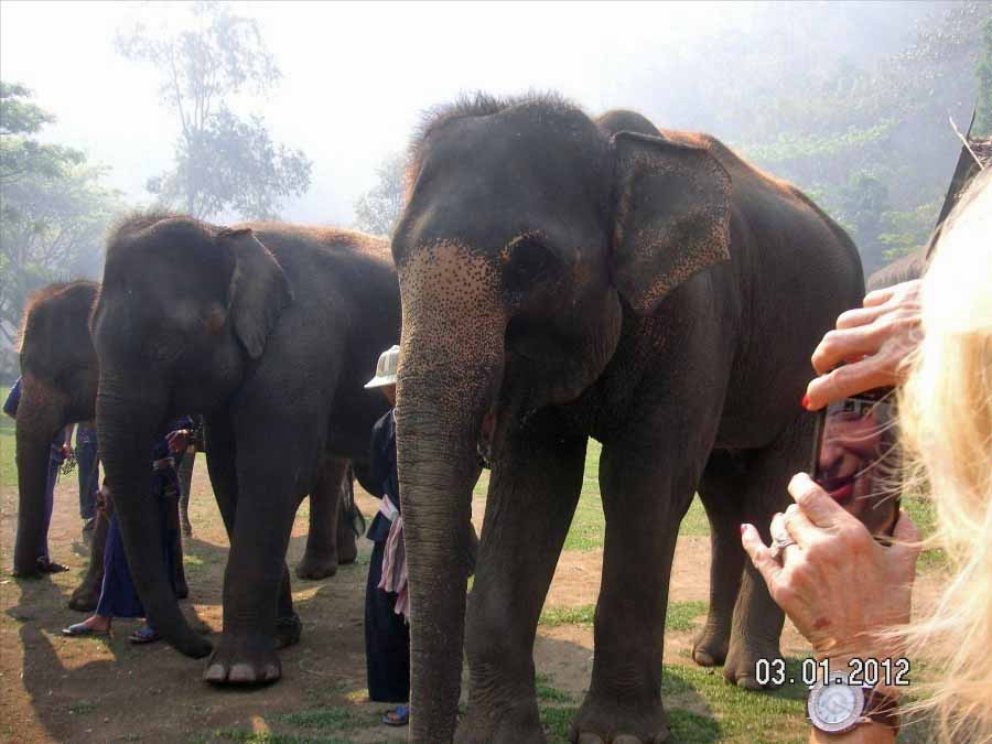 Time to visit the elephants and have a ride