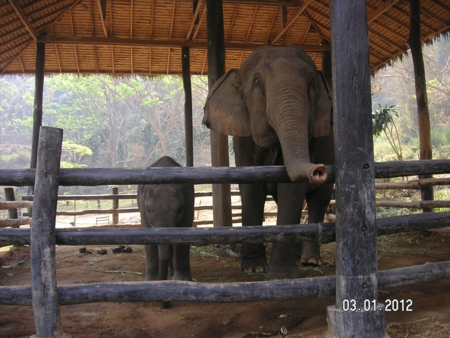 Time to visit the elephants and have a ride