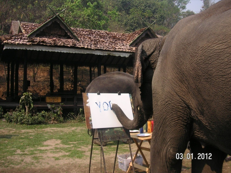 Time to visit the elephants and have a ride