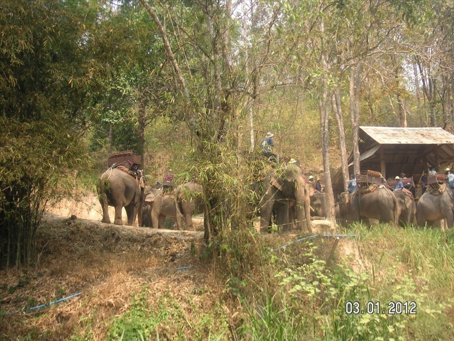 Time to visit the elephants and have a ride