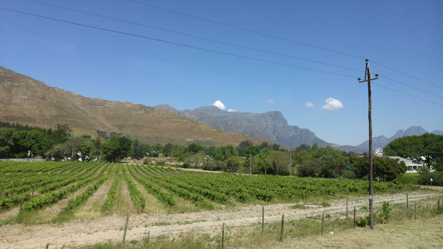 Visiting Wineland outside of Cape Town 2016