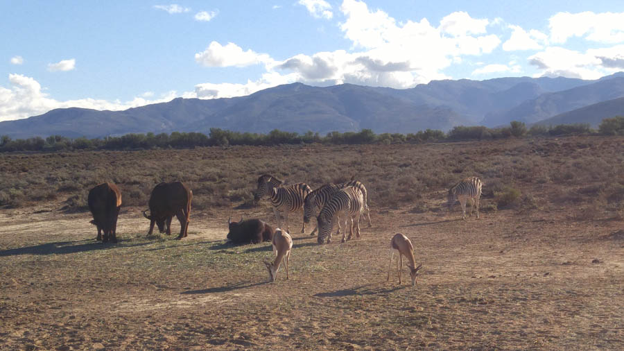 Inverdoorn Game Park Reserve