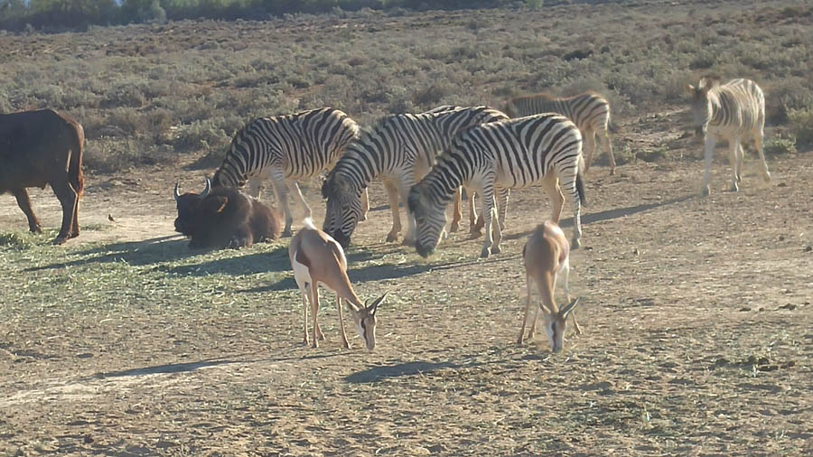 Inverdoorn Game Park Reserve