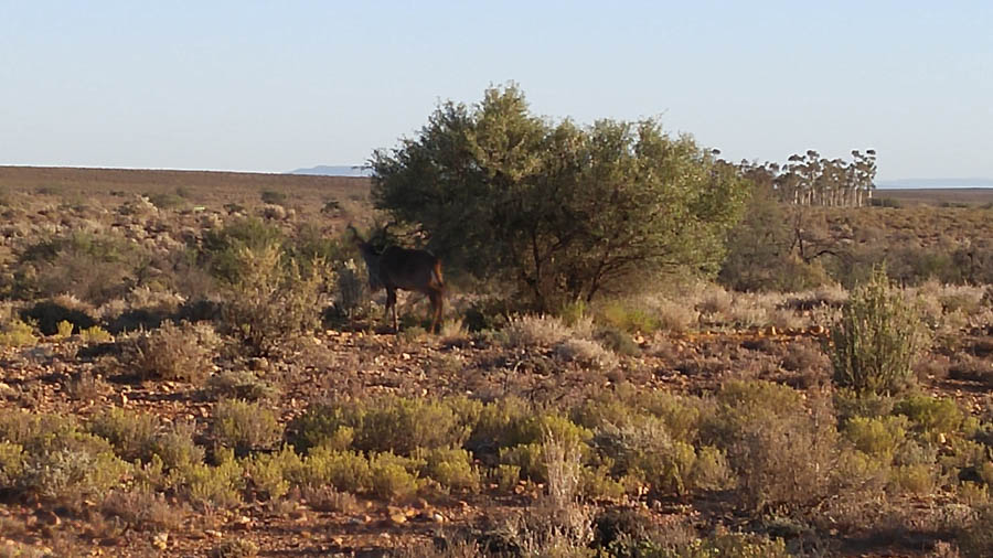 Day two at Inverdoorn Game Reserve South Africa