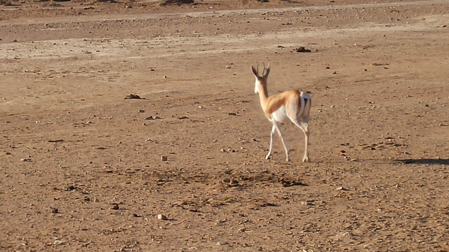 Day two at Inverdoorn Game Reserve South Africa