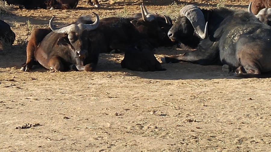 Day two at Inverdoorn Game Reserve South Africa