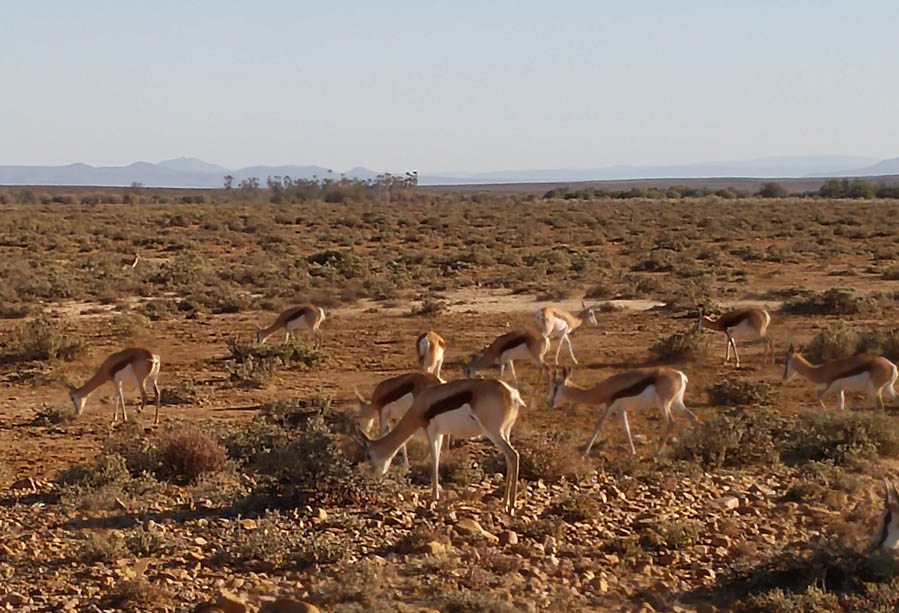 Day two at Inverdoorn Game Reserve South Africa