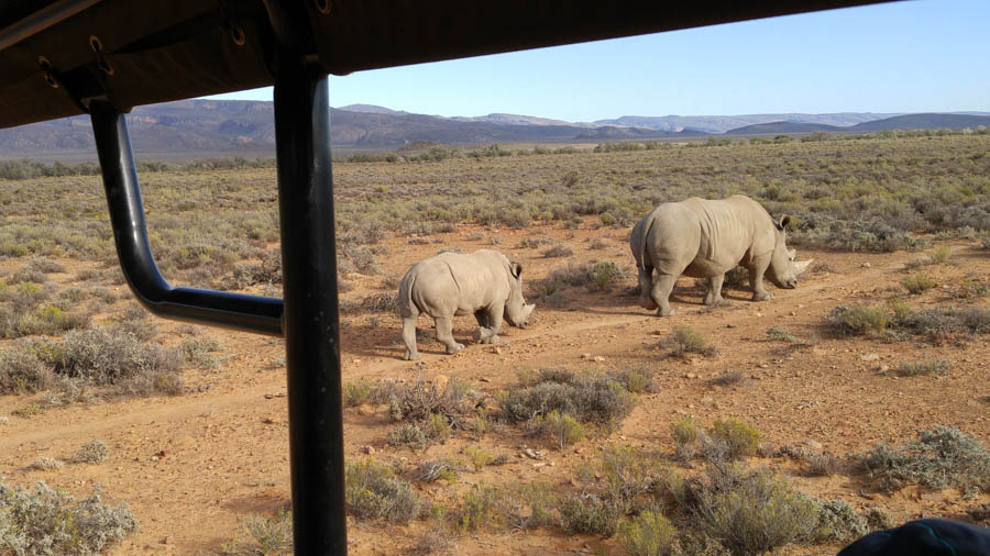 Day two at Inverdoorn Game Reserve South Africa