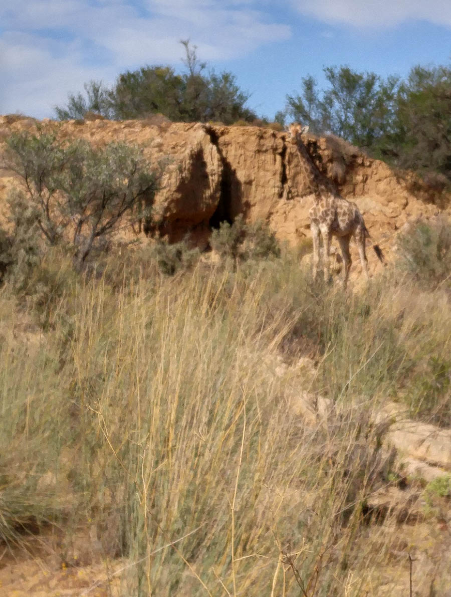 Day two at Inverdoorn Game Reserve South Africa